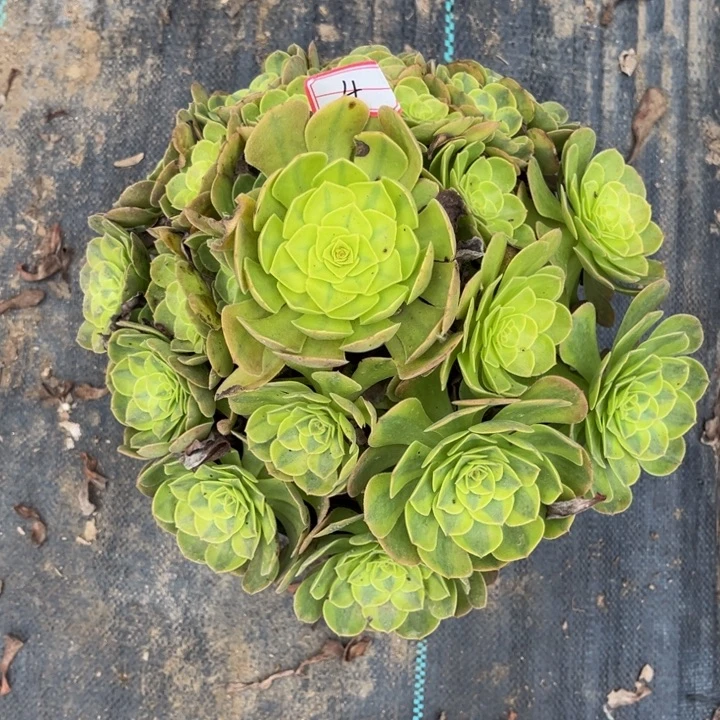 4雨荷多肉植物法师