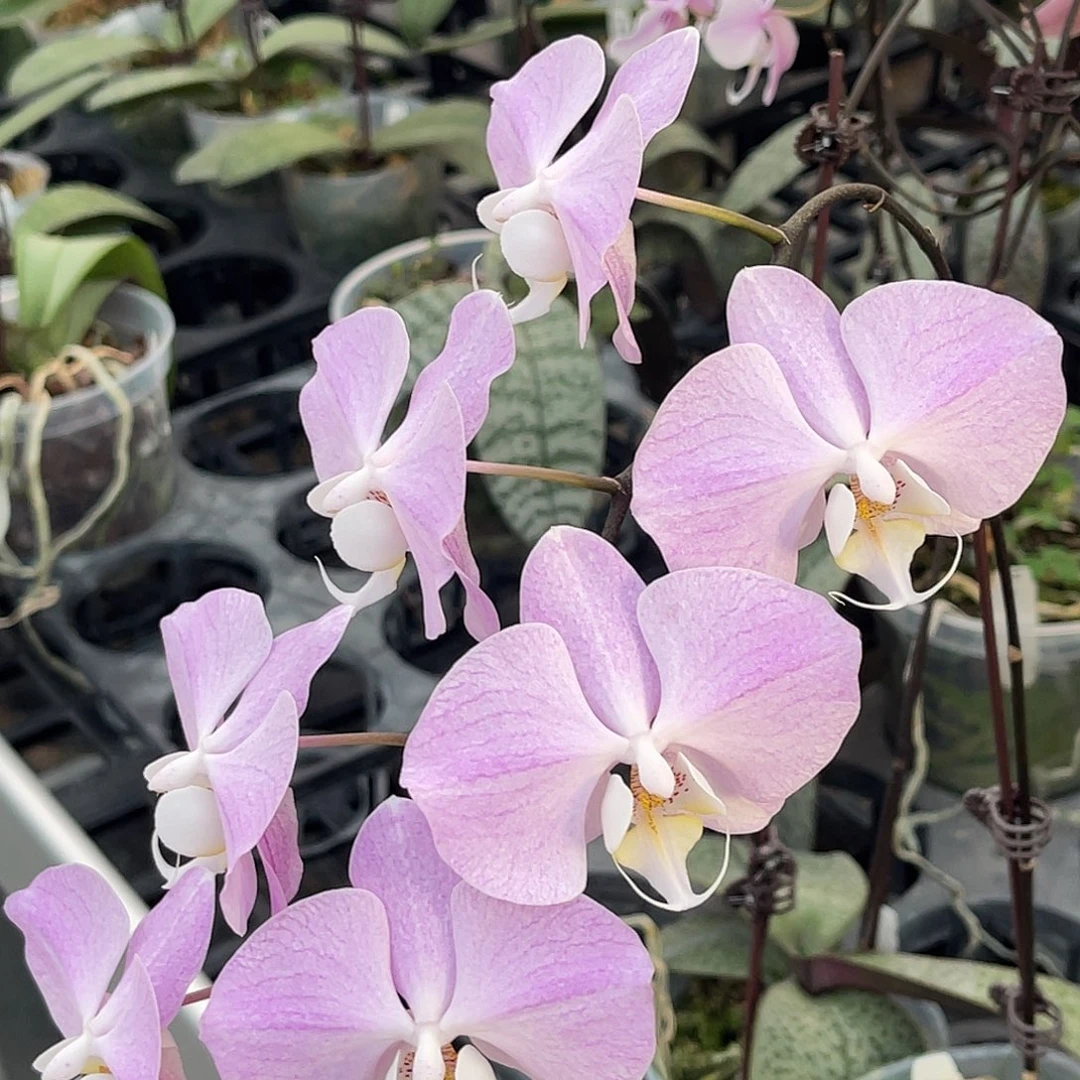 大量花朵（建议范围：8朵-15朵 或40%以上）编号1052M608交桑德