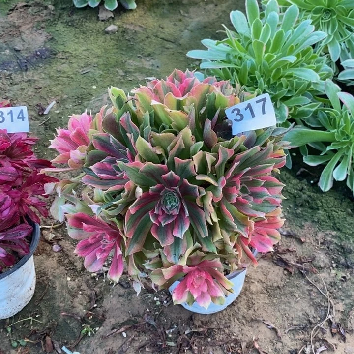 317光辉七彩多肉