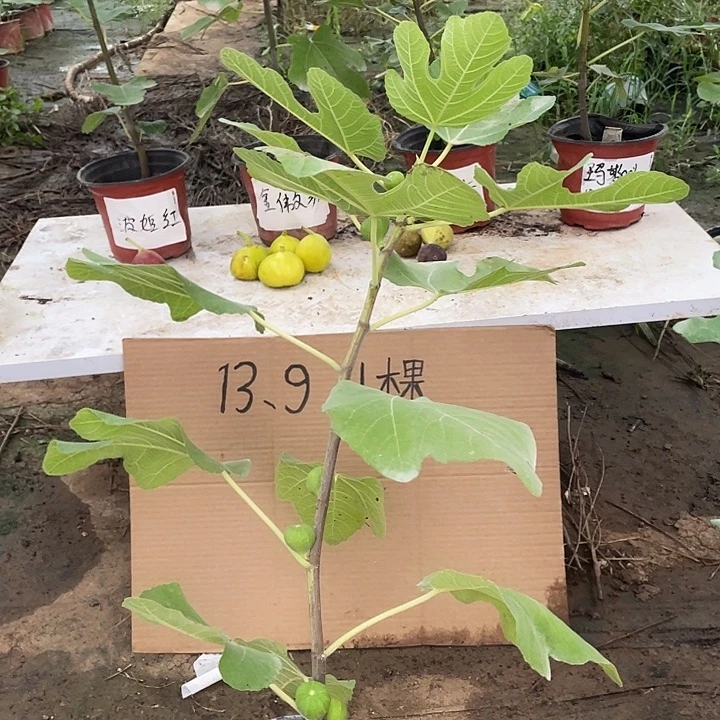 无花朵格莱斯一物一拍