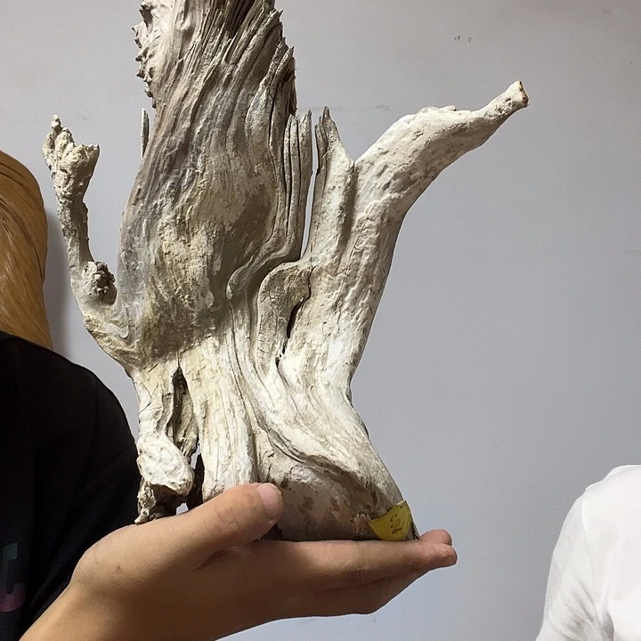 红****柏木（崖柏）我们的生活方式是什么意思