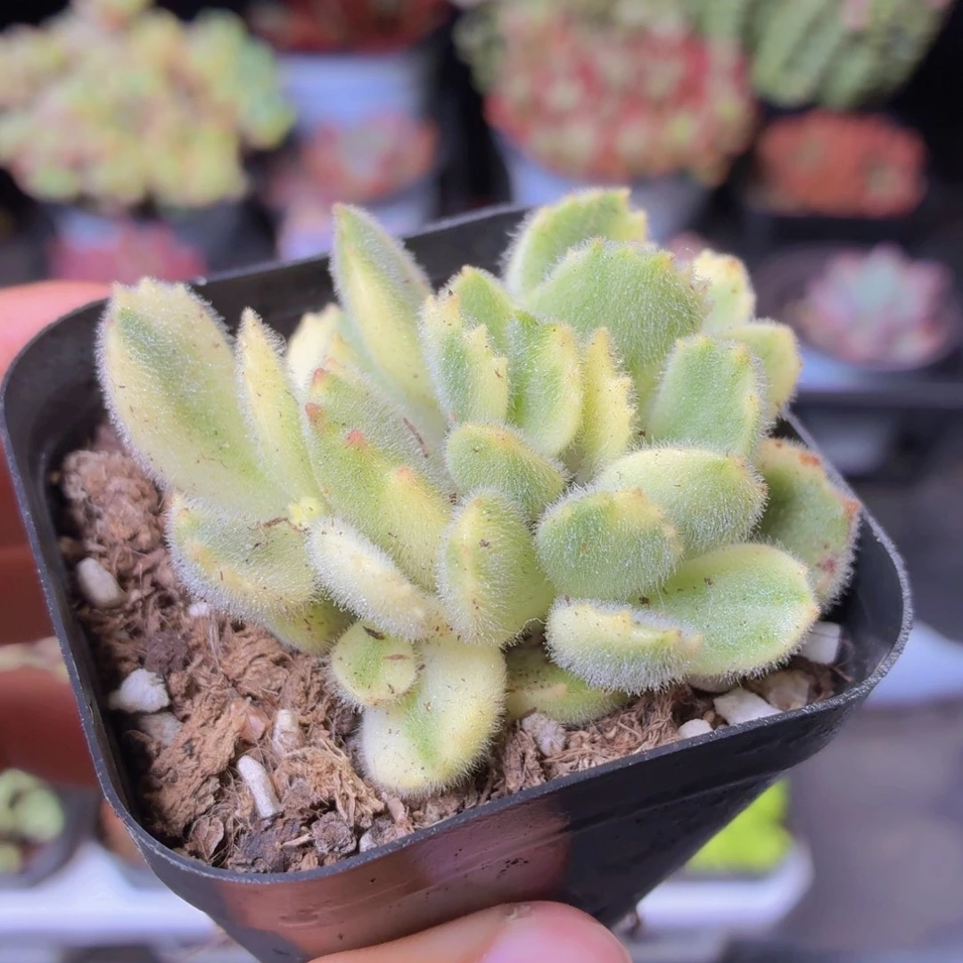 白熊多肉9.9包邮发货