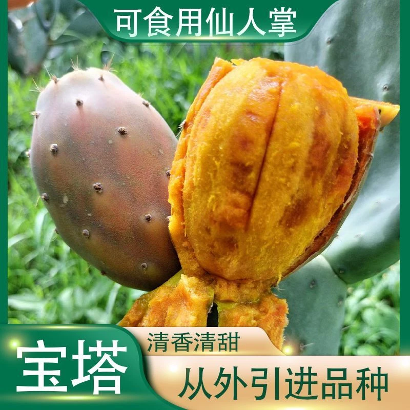 云南黄心仙人掌果 仙桃当季新鲜水果黄心果仙人掌果子