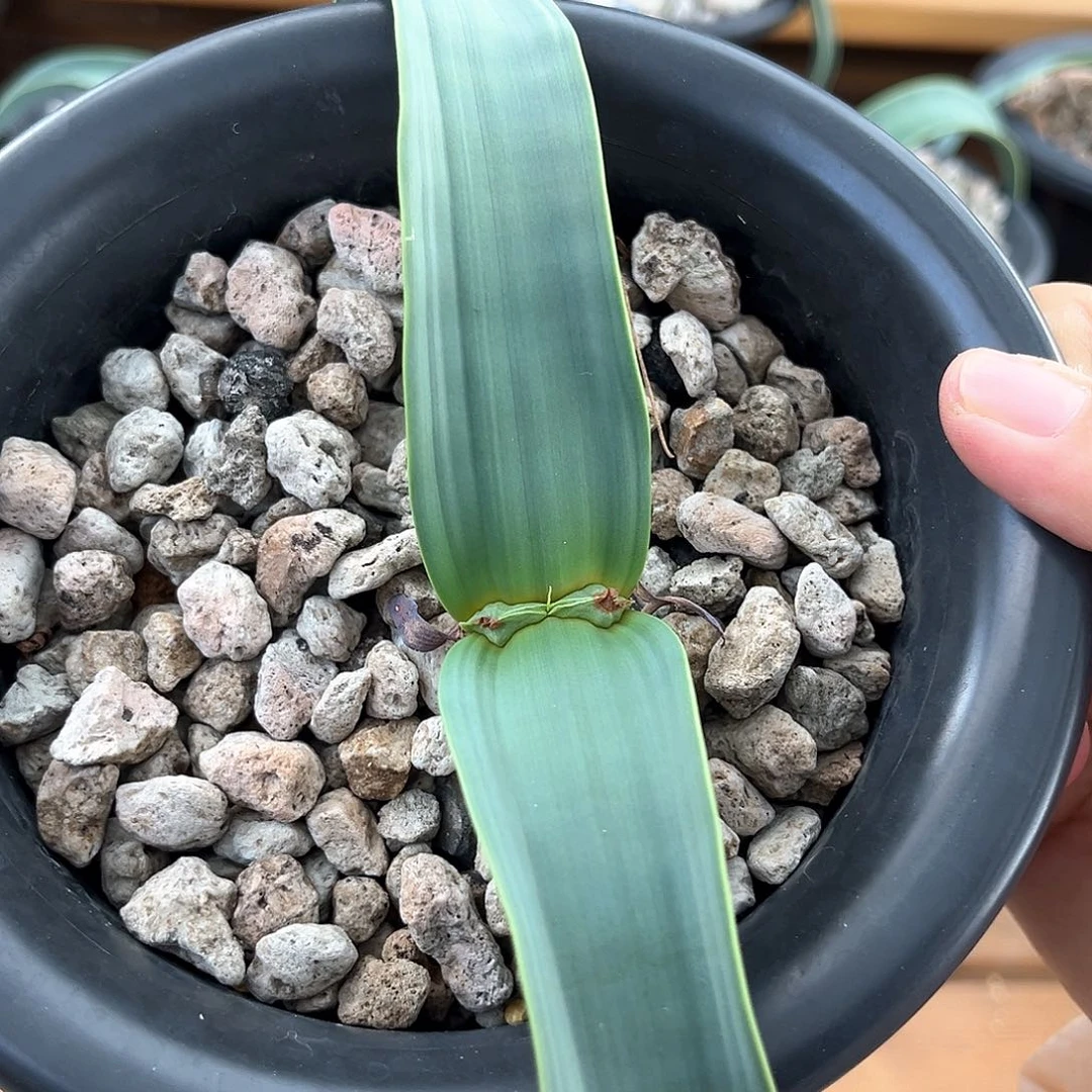 又***木潮流植物 百岁兰 12