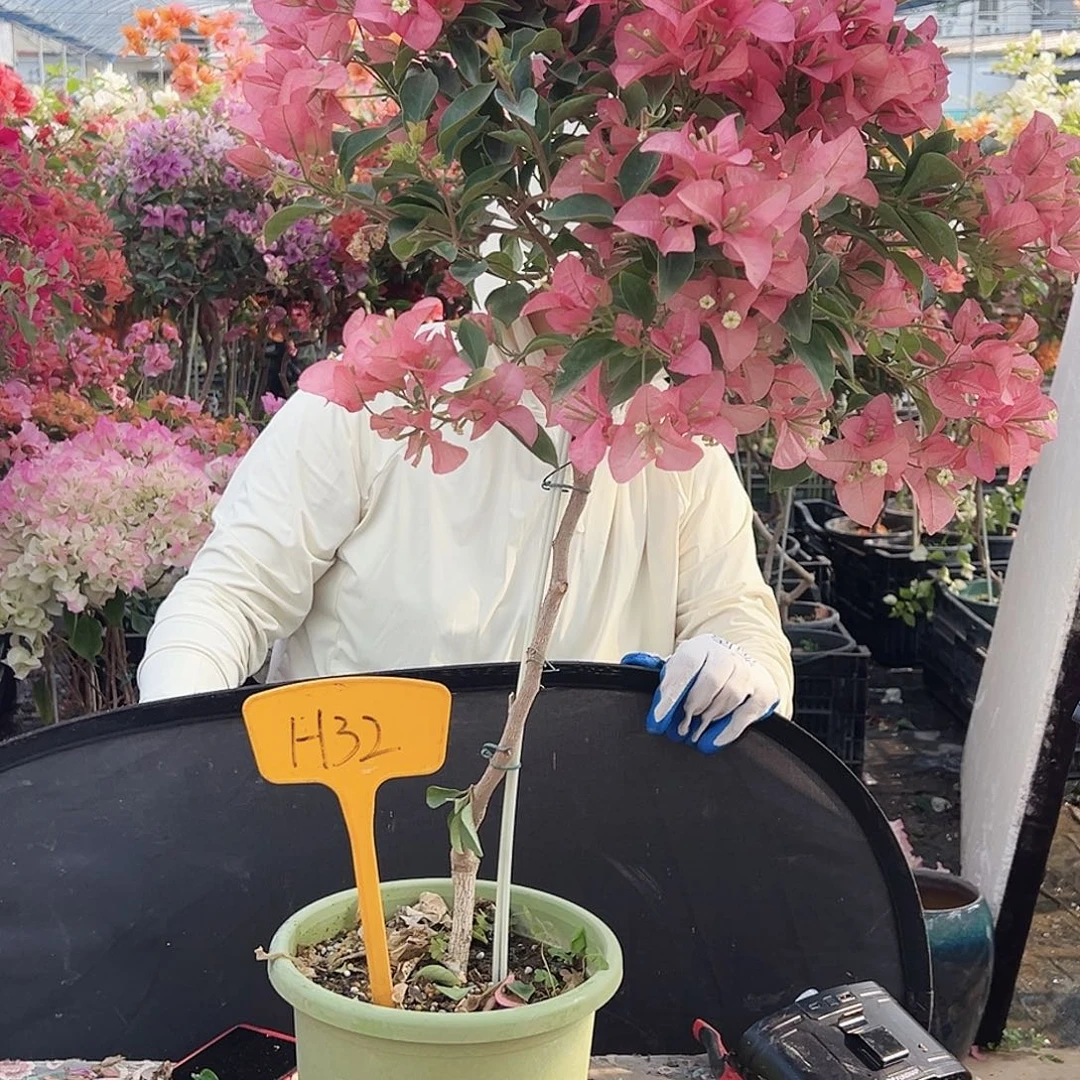 *****大部分花苞少量开放H32卡雅塔