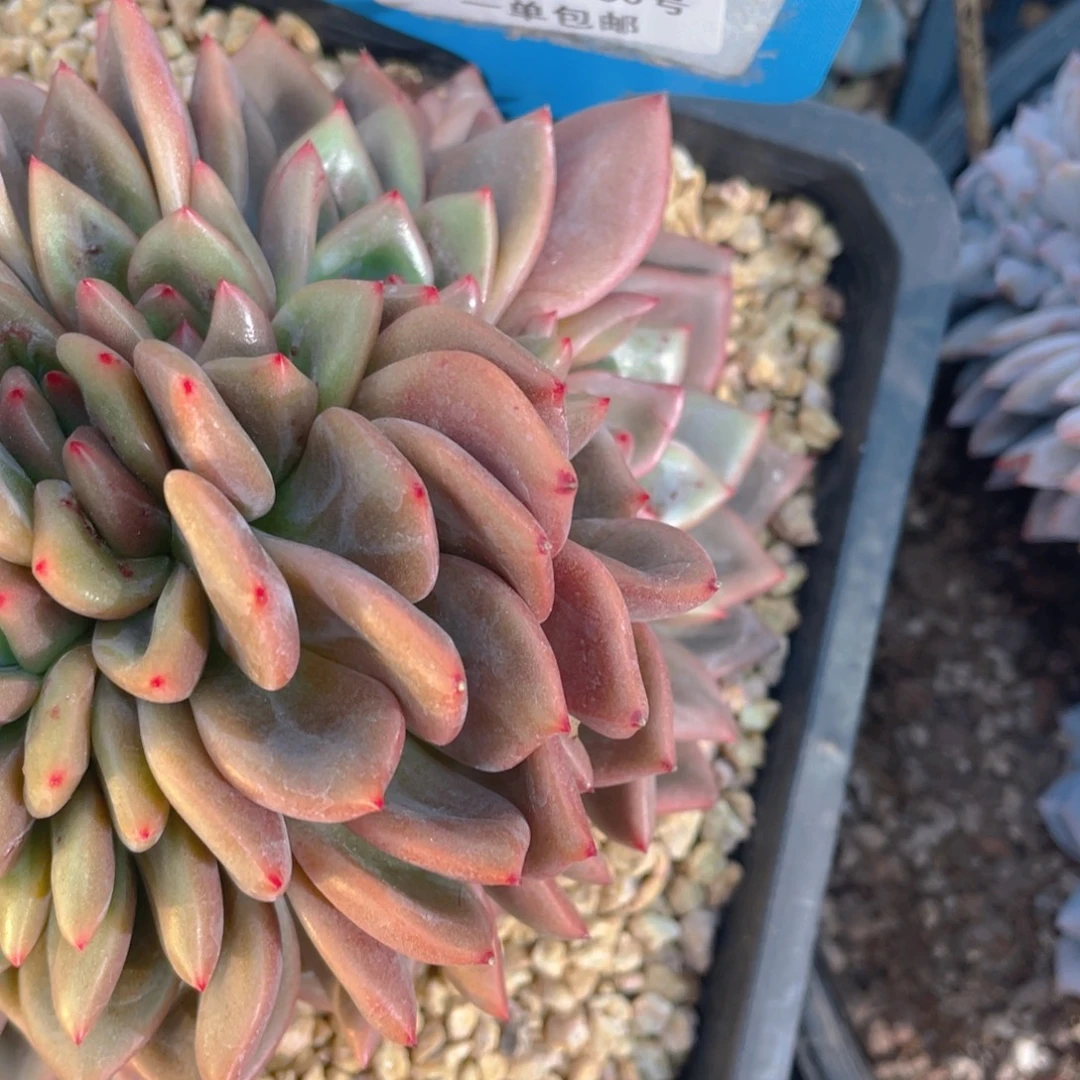 1105-80-香槟福利一颗