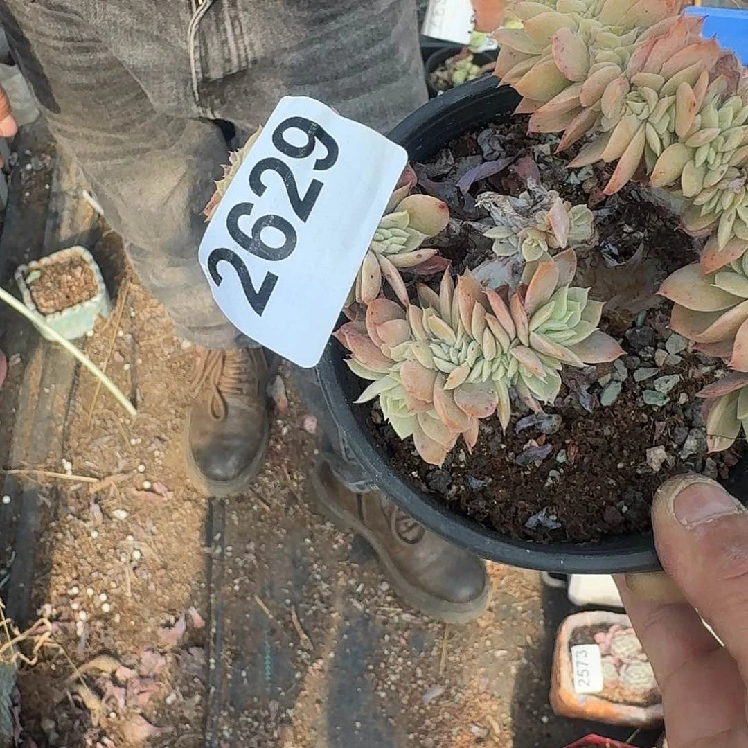 如*✨31316616161661611