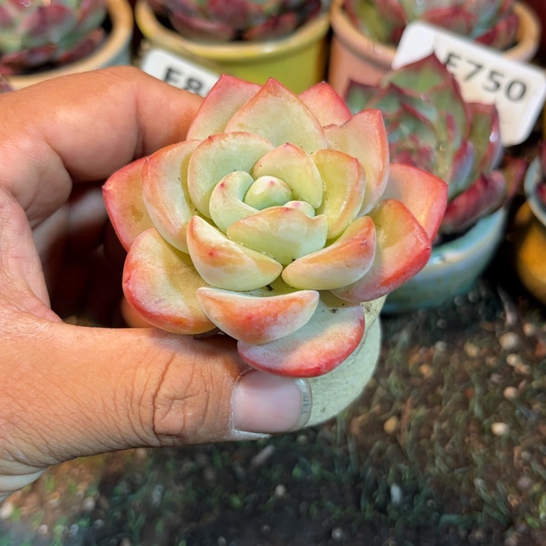 奶油泡芙多肉葡萄干