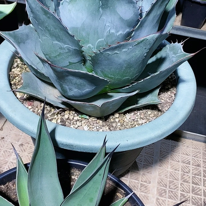 多肉植物龙蛇兰植物
