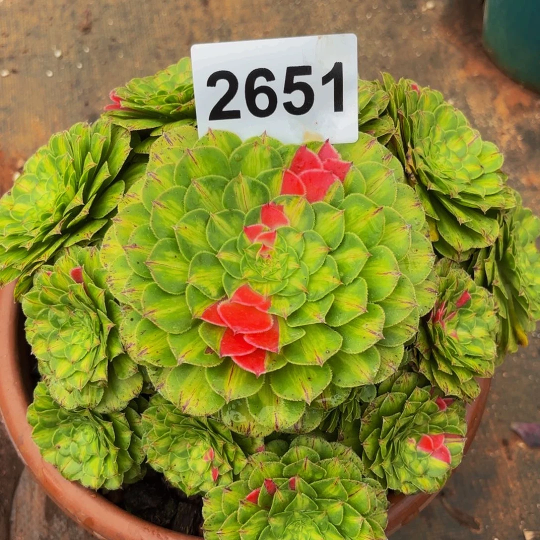 2651多肉植物知否特价