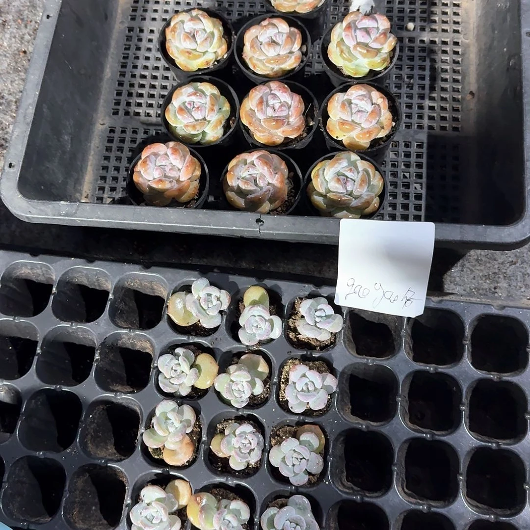 高高仔一物一拍专拍