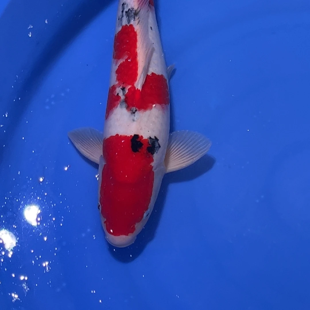 锦鲤大正三色锦鲤0001