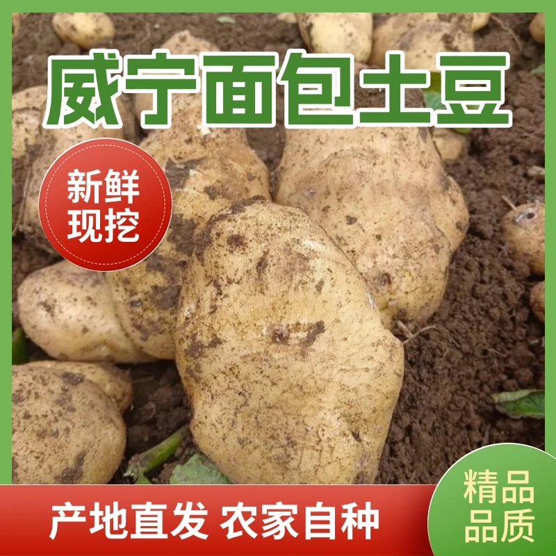 【活动福利价】贵州威宁洋芋新鲜现挖面包土豆沙糯粉面炒菜炖汤蔬菜