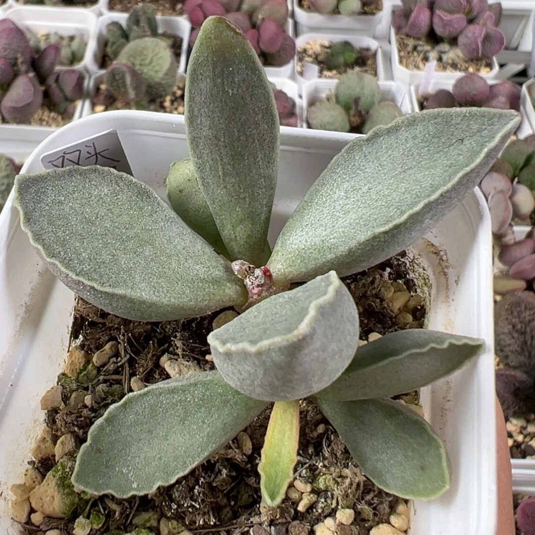 w双头芒果多肉植物水泡