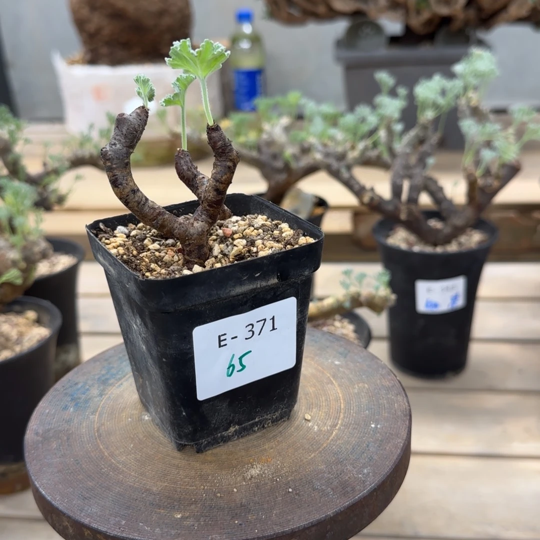 371枝干洋葵块根植物