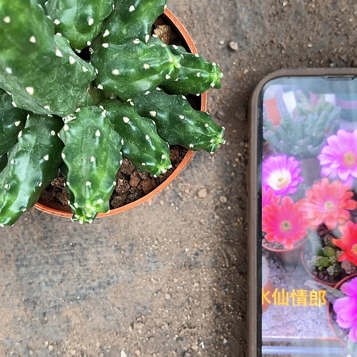 水乡情狼，25899000