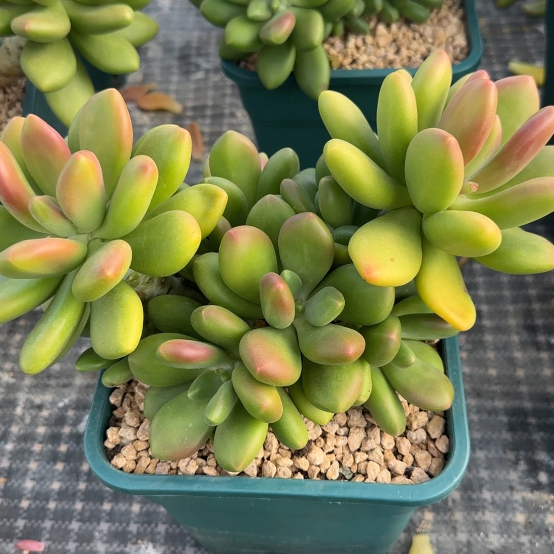 荷***多肉植物芒果奶系列