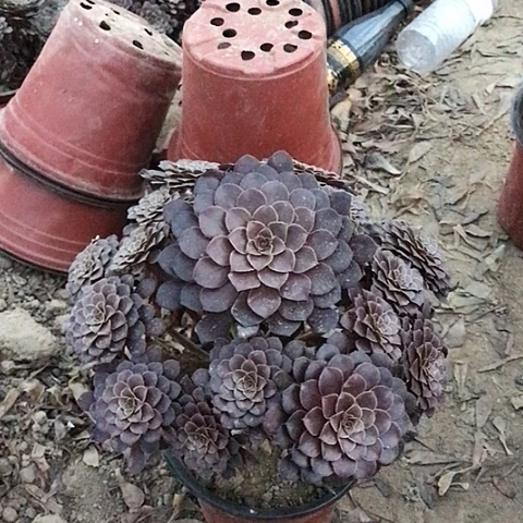 ୧***黑铜法师多肉植物22