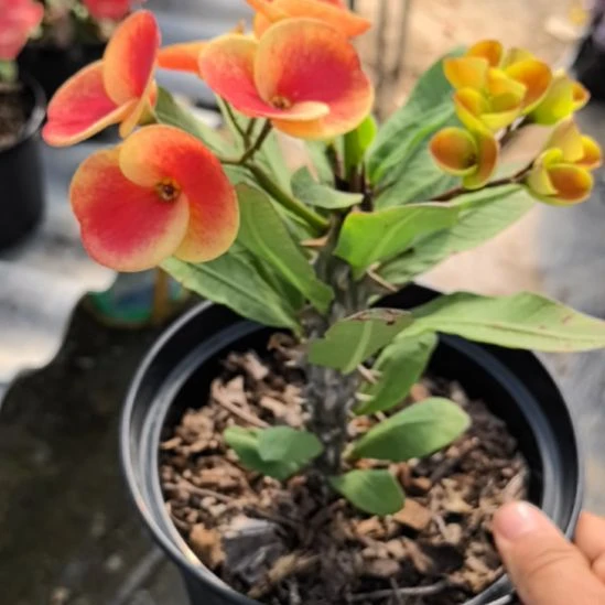 黄***瑰完全开放爱玛丽直播间一物一拍