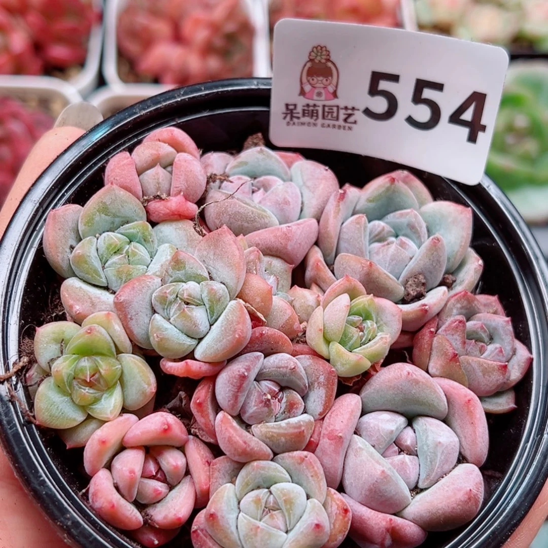 多肉植物多肉植物