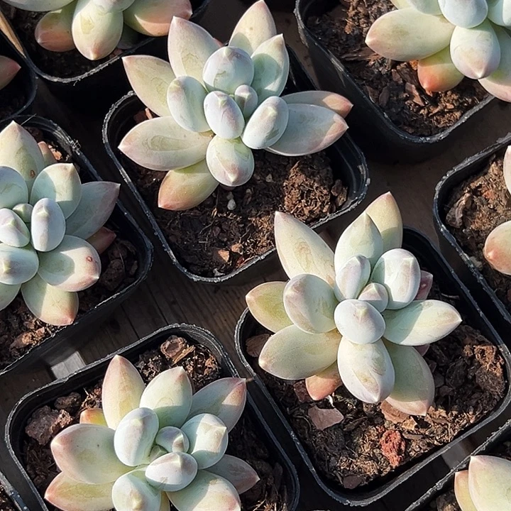 单头         松果美人