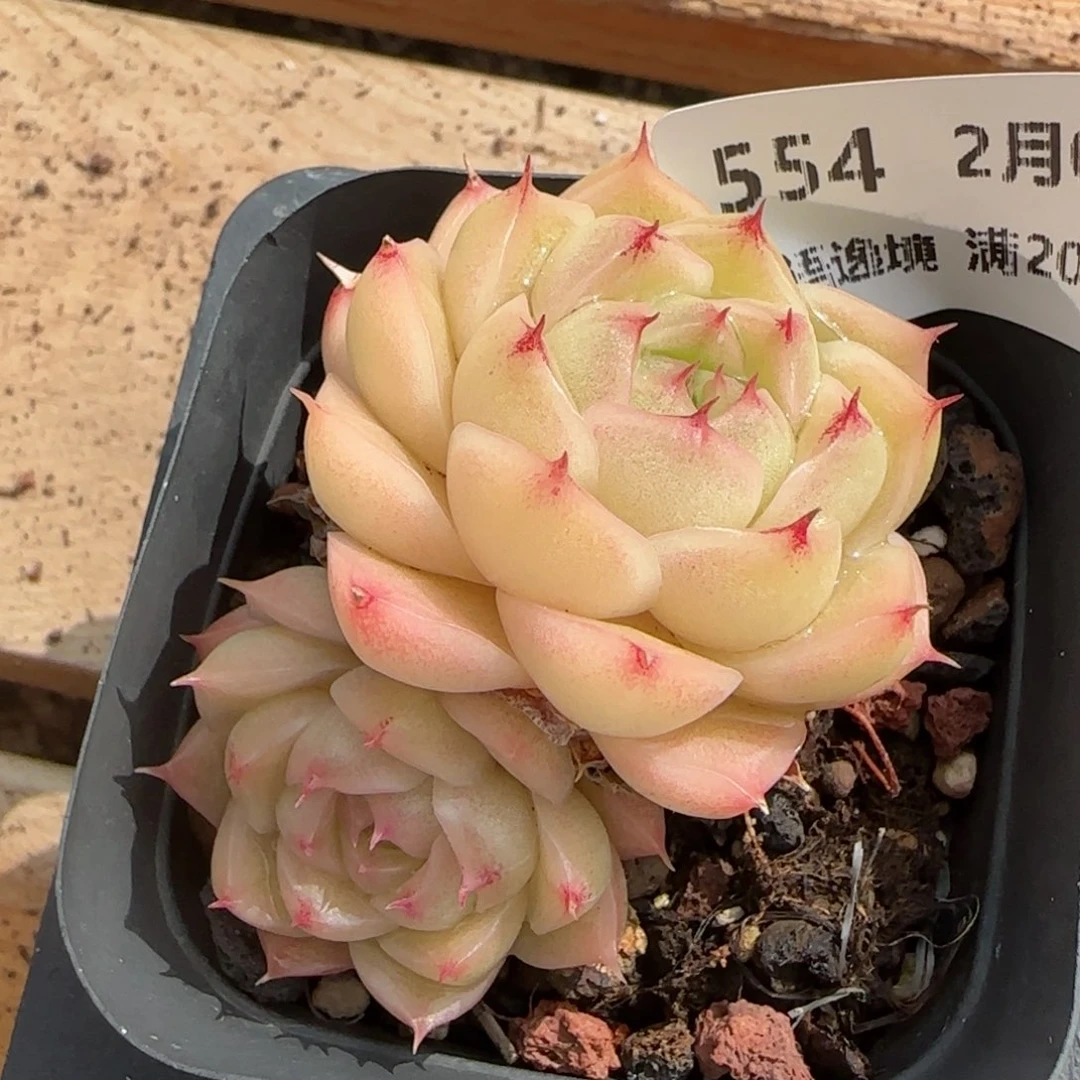 花语逸境0209-554