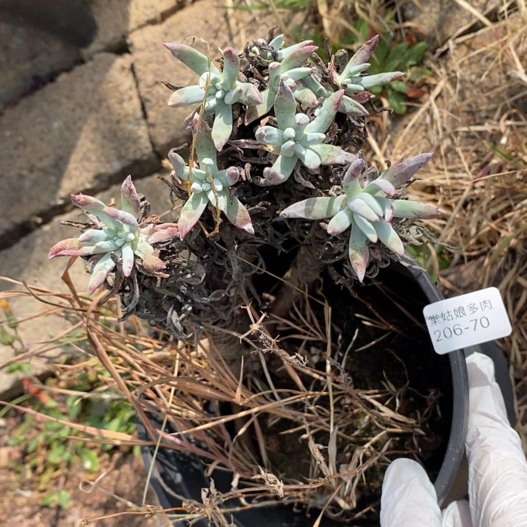 70号白雪瑕疵瑕疵瑕