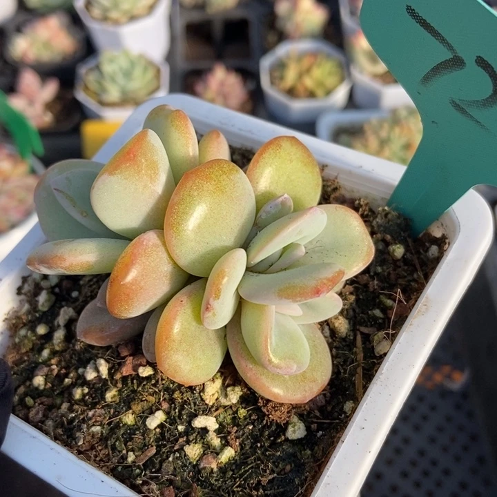 7222奶茶三头多肉植物