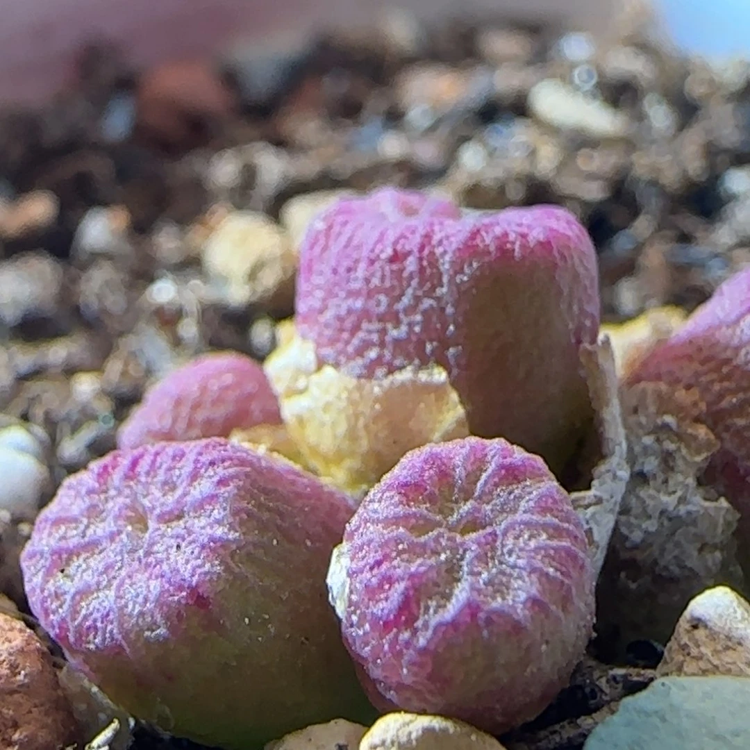 0245/流水铜壶/微瑕