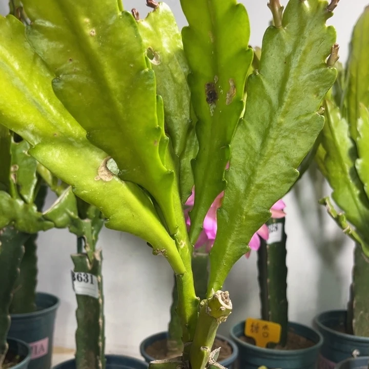 当前无花栽培后可以开花674