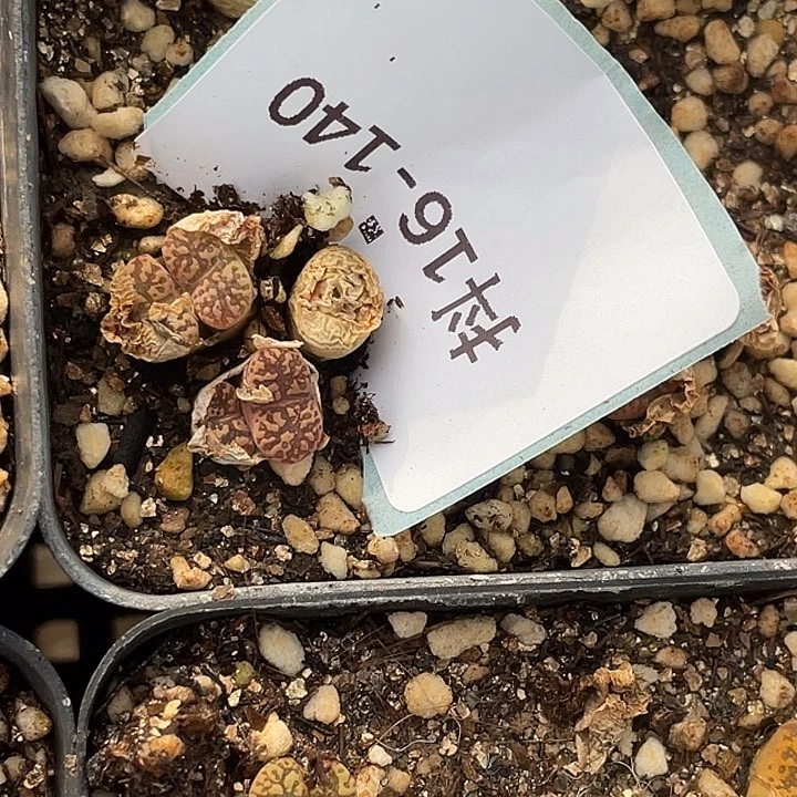 咕***?16-140肉锥多肉植物