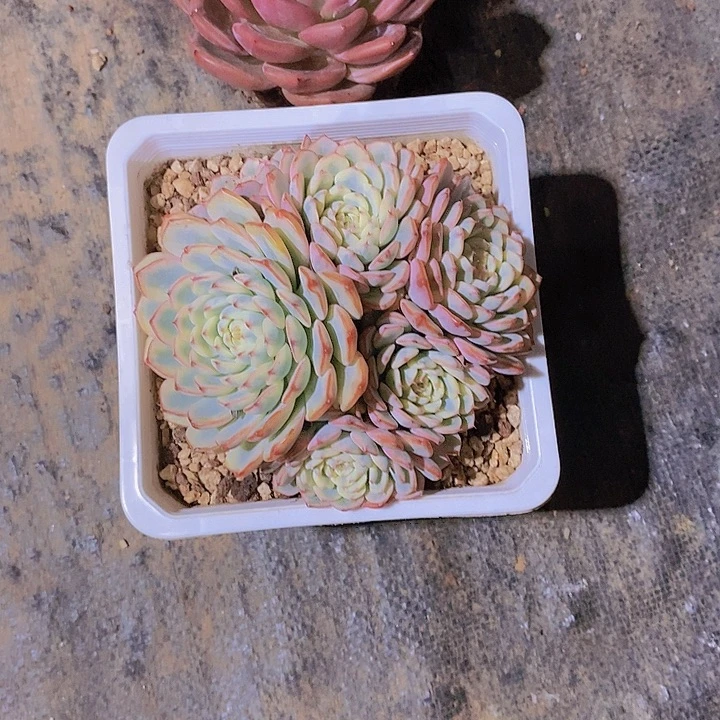 随***飞姖连锦多肉植物老桩
