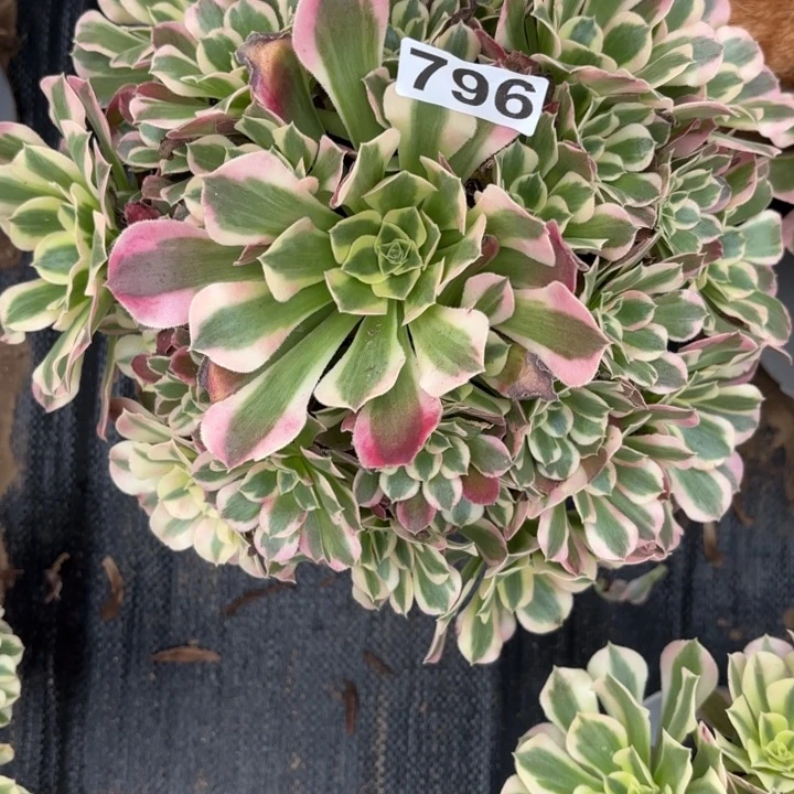 oooooo不包损796粉水晶