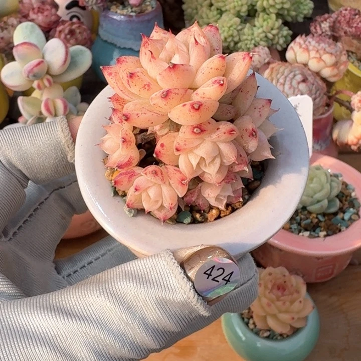 吴*茹424 多肉含盆土 30元包邮 除偏远