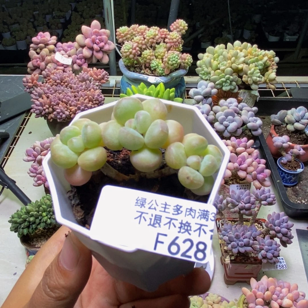 628萤火虫多肉4cm