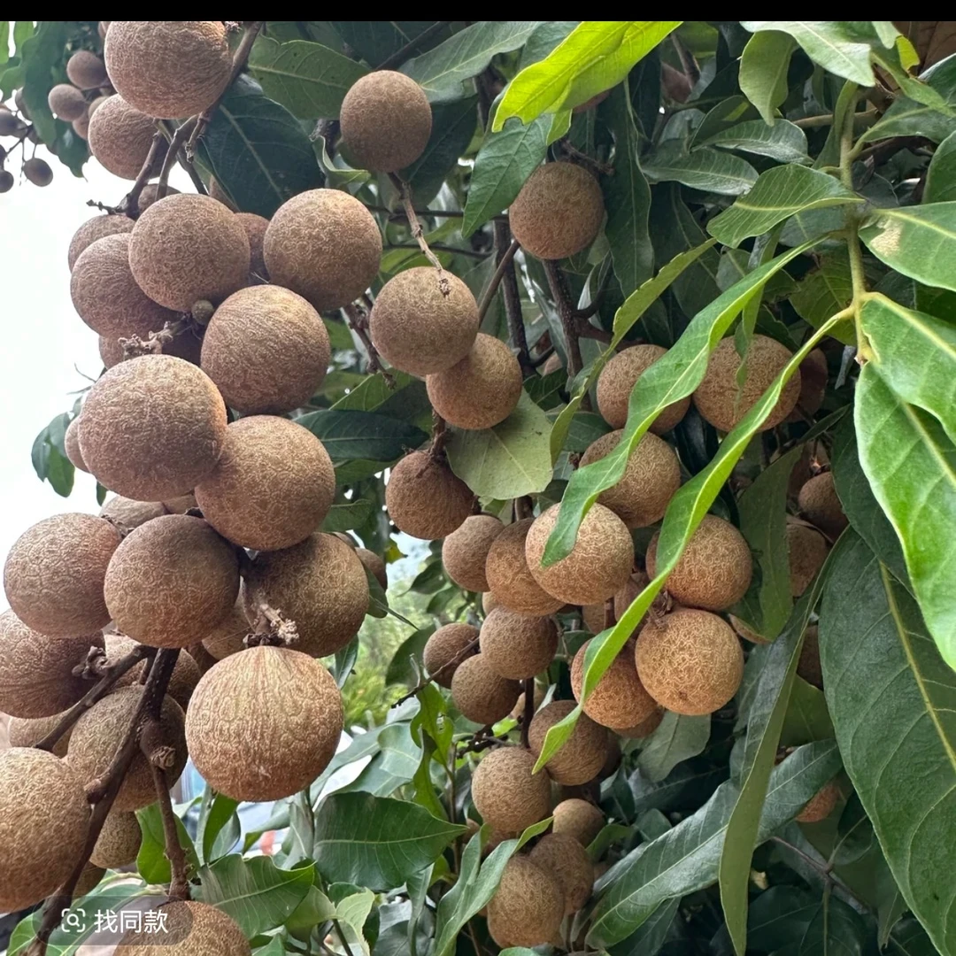 泸州特色老树桂圆，川渝京东包邮次日可达。当季新鲜清甜可口