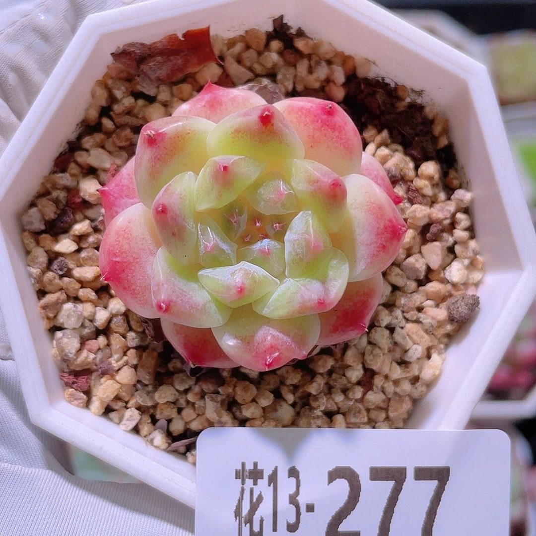 花利美13-277秘境冰魄