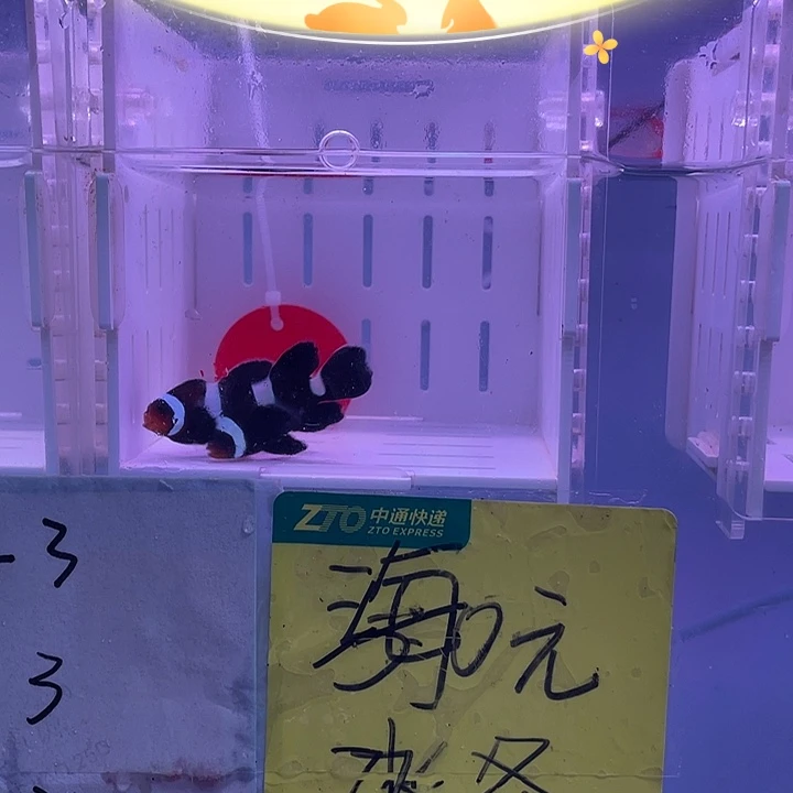 海水鱼创缸奥黑礼服一对