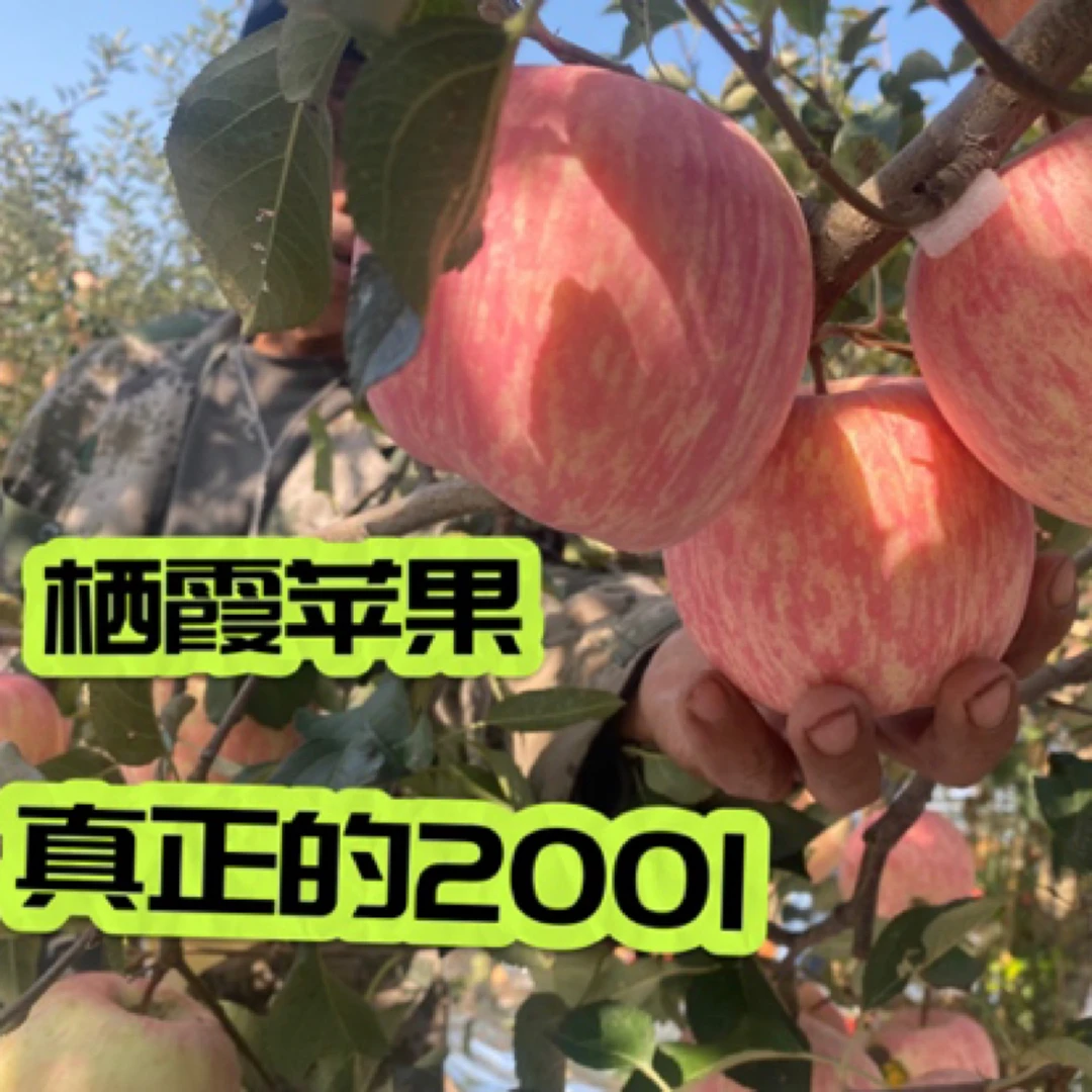 【2001精品】山东烟台栖霞精品条纹2001红富士苹果脆甜多汁现摘现发