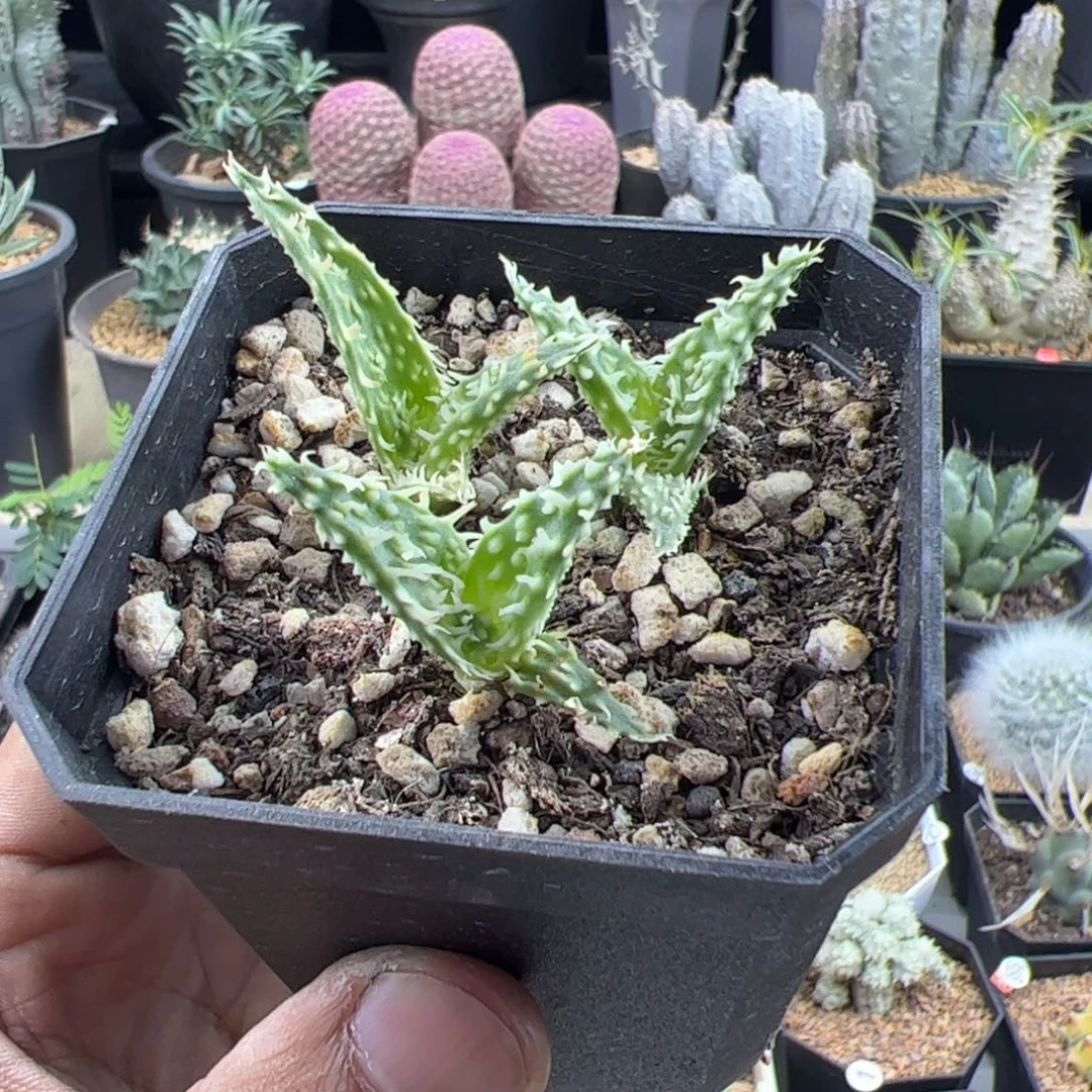 芦荟三颗一物一拍脱土发