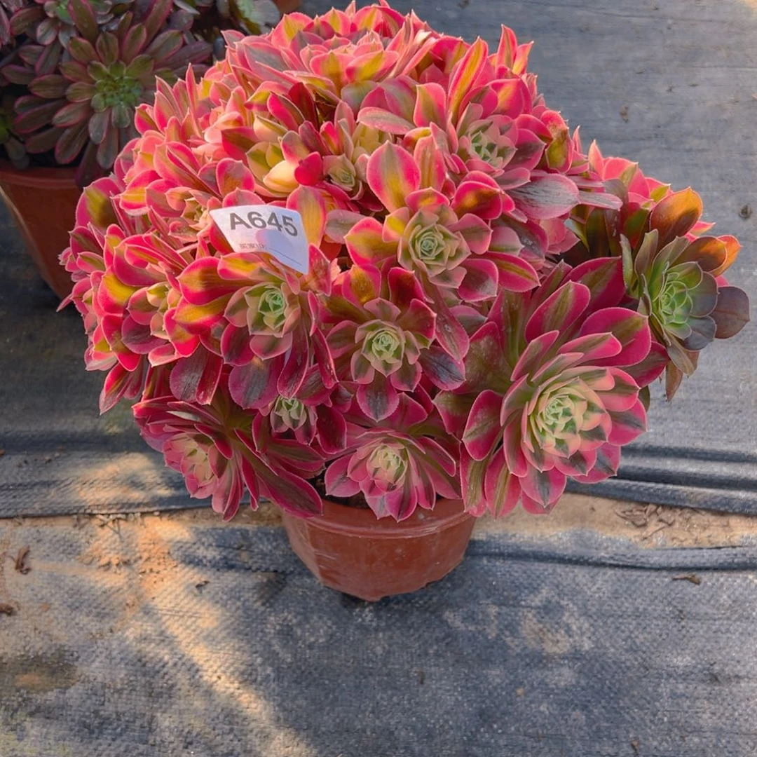 用****9645粉女巫法师，多肉植物