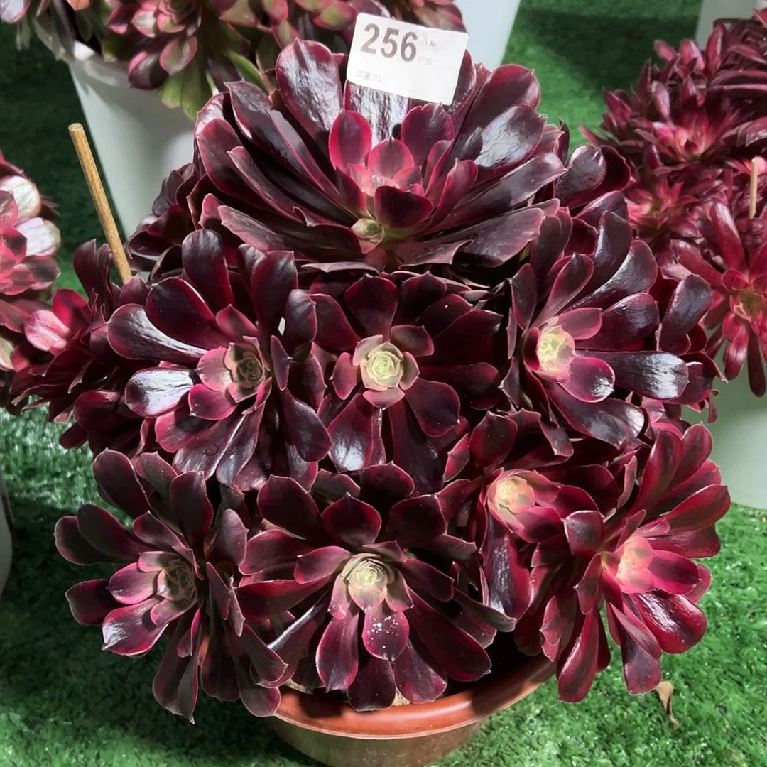 256凤冠多肉法师植物