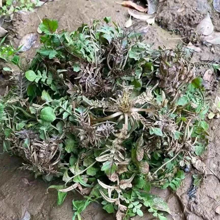 【湖北随州】野生荠菜地菜现挖现发可包春卷饺子混沌饼涮火锅煎鸡蛋