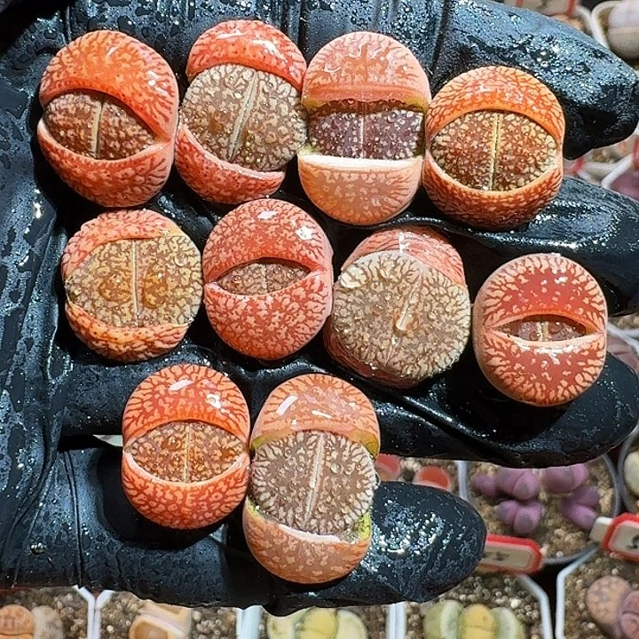 生石花233:：：。  572