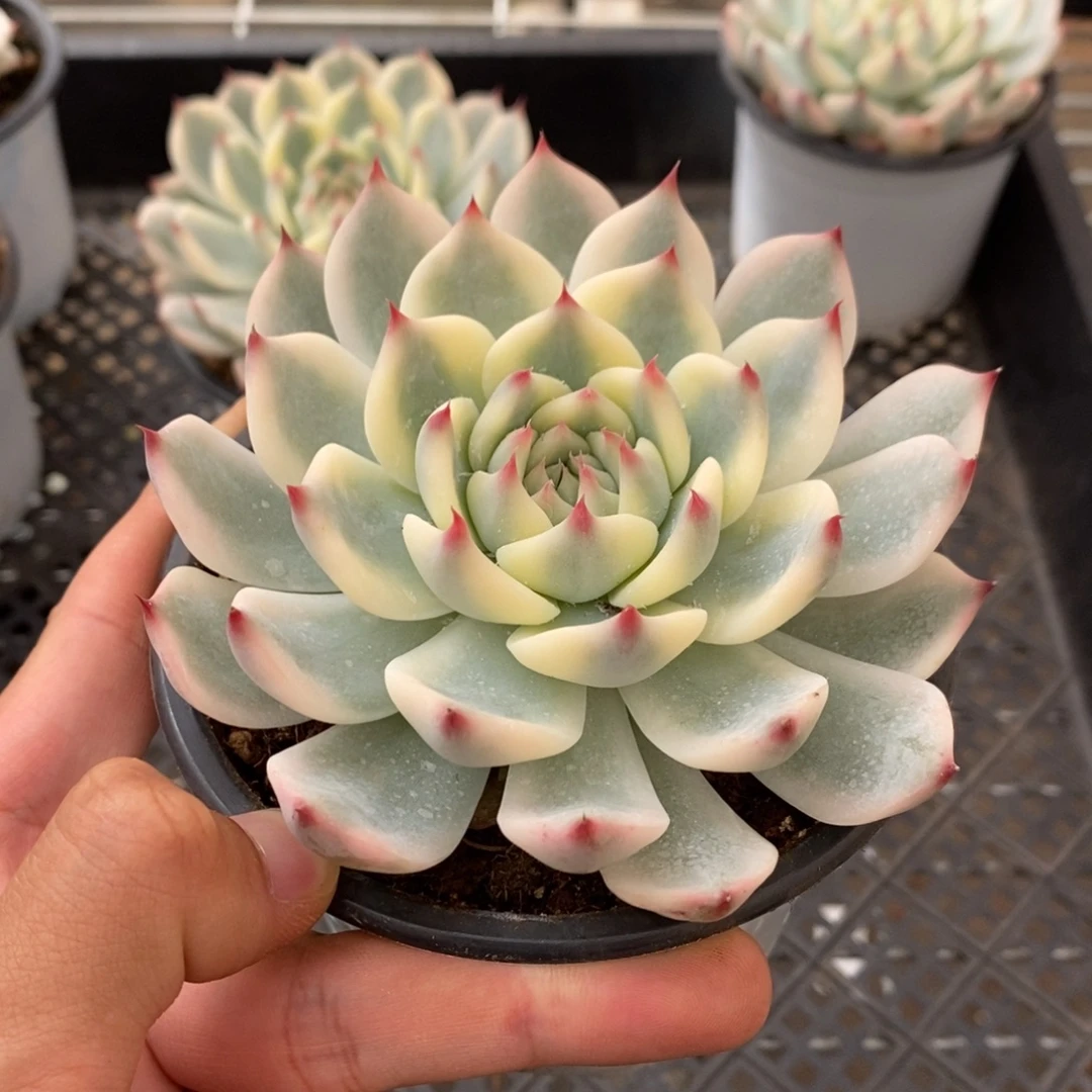 吉娃娃多肉植物A569
