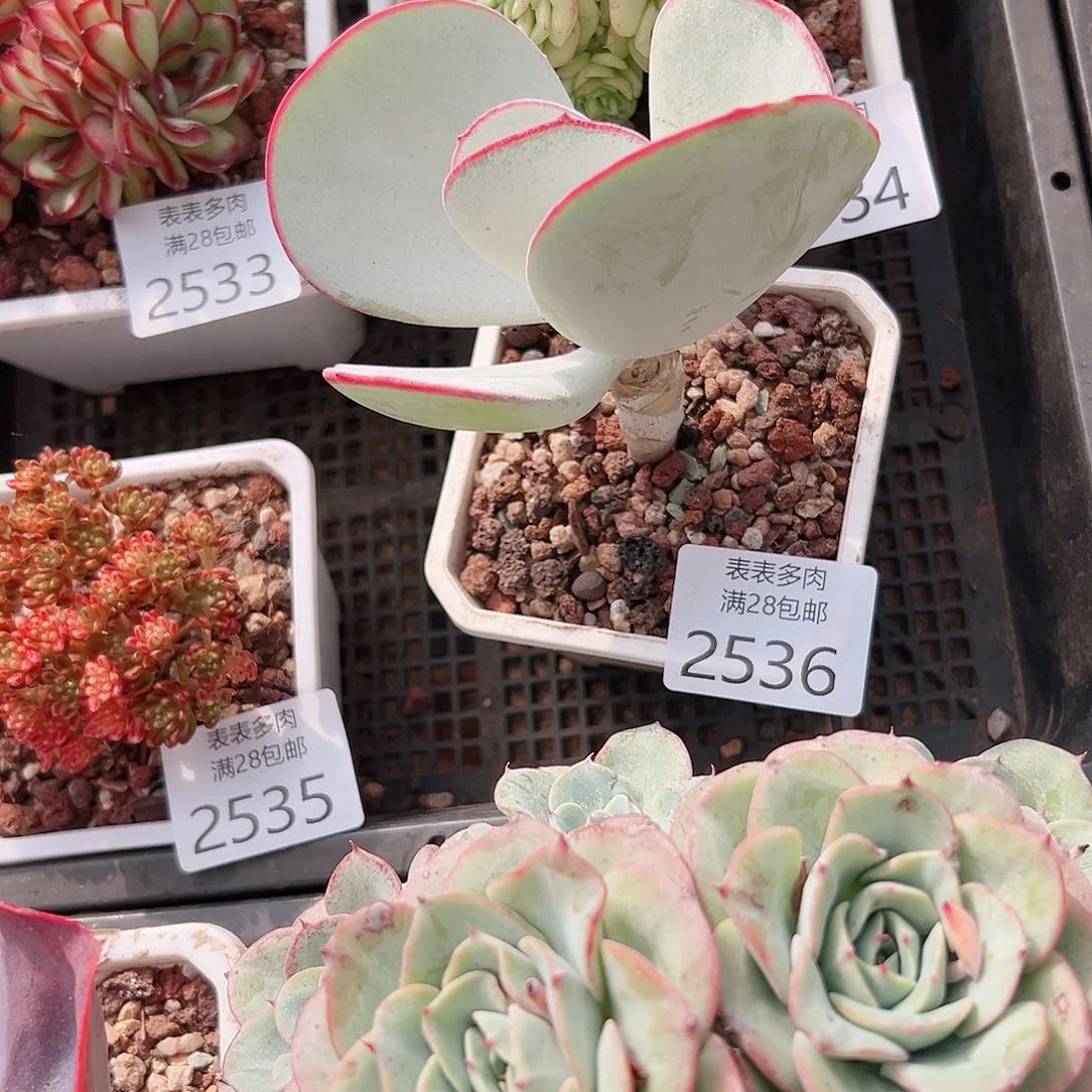 X***L多肉一物一拍植物2536