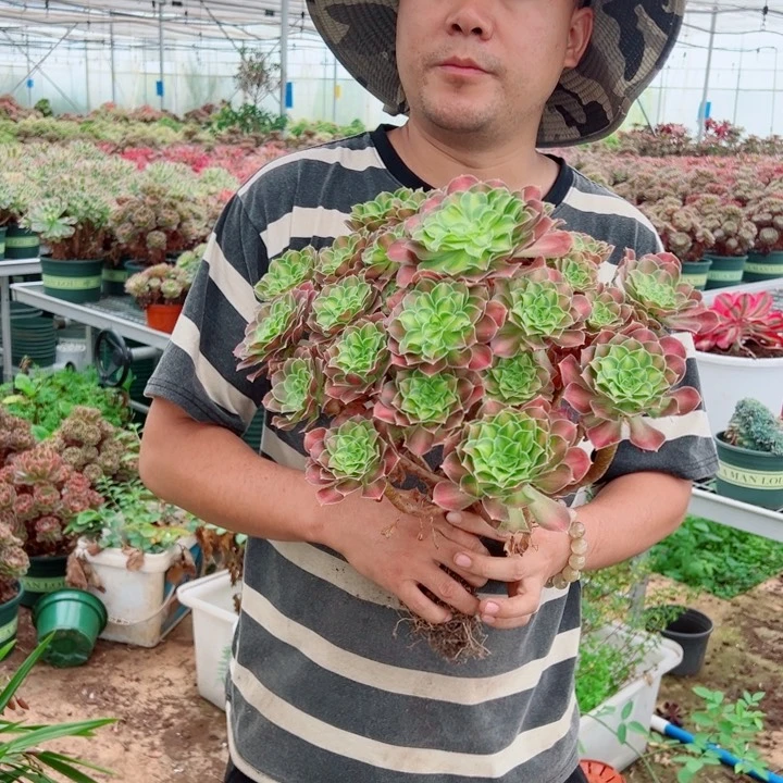 大颗韶华多肉法师