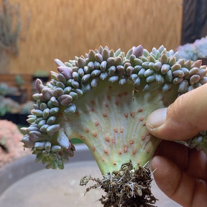 L***a401 肉咖多肉植物一物一拍