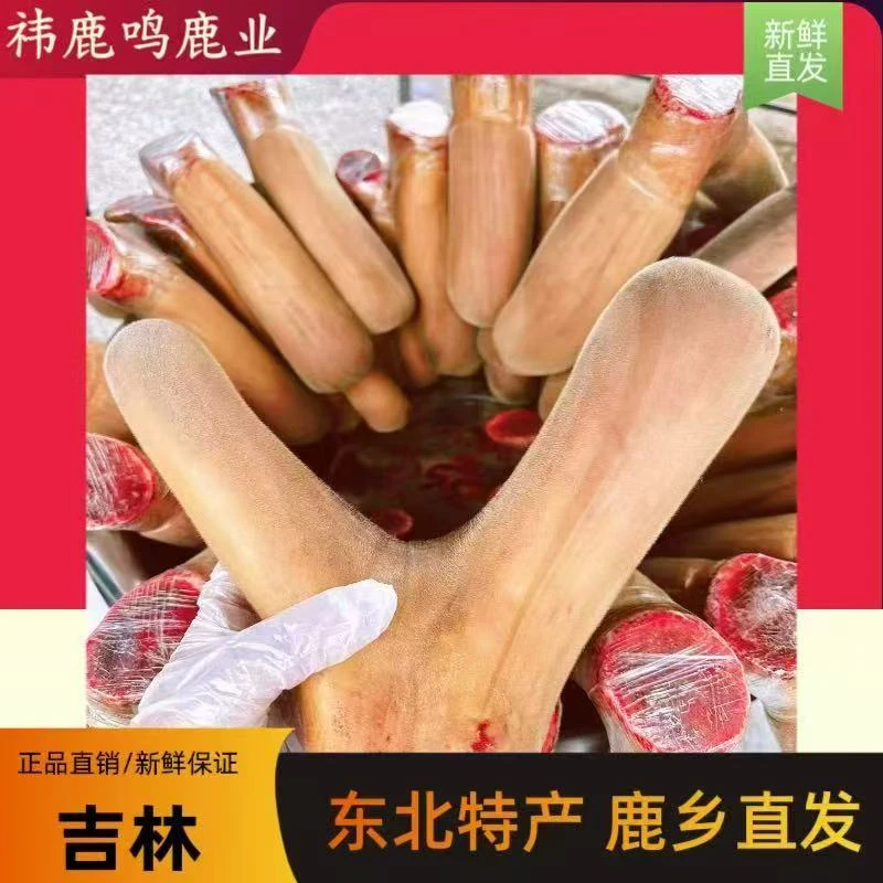 东北双阳鹿乡鲜整支梅花鹿鲜茸产地直发滋补泡酒煲汤