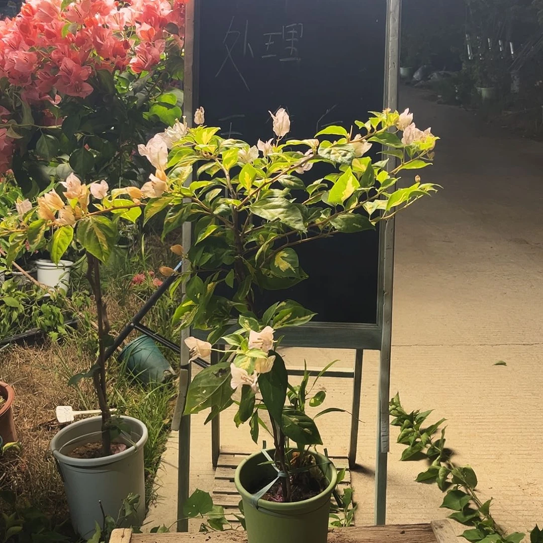 完全开放三角梅三角梅100